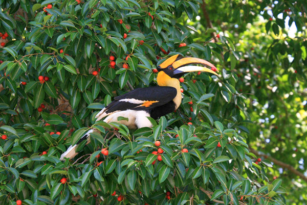 great-hornbill